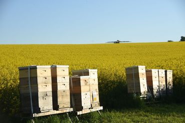 Bienen_sind_wertvolle_Bestaeuber_fuer_die_Rapspflanze_-_der_Imker_erntet_hochwertigen_Honig..jpg.jpg © LK OÖ/Köppl