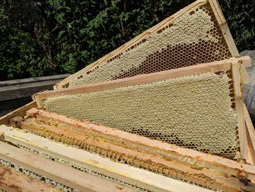 Honigwaben_mit_Waldtracht.jpg.jpg © Bienenzentrum OÖ/ Frühwirth