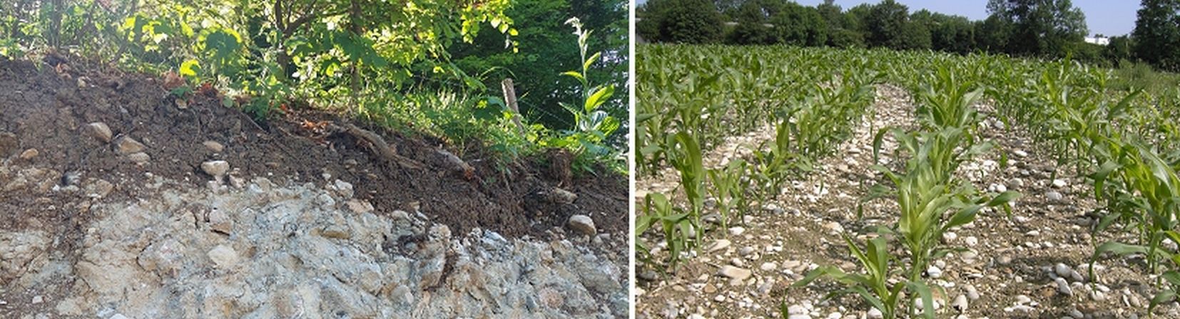 Böden mit geringer Wasserhaltefähigkeit - geringes Vermögen Nitrat zurückzuhalten.jpg © BWSB/Wallner