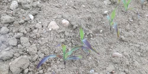 Soil Conservation and Cover Crops Reduce Phosphorus Loss in Upper Austria