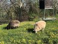 Weidehaltung © Stattler