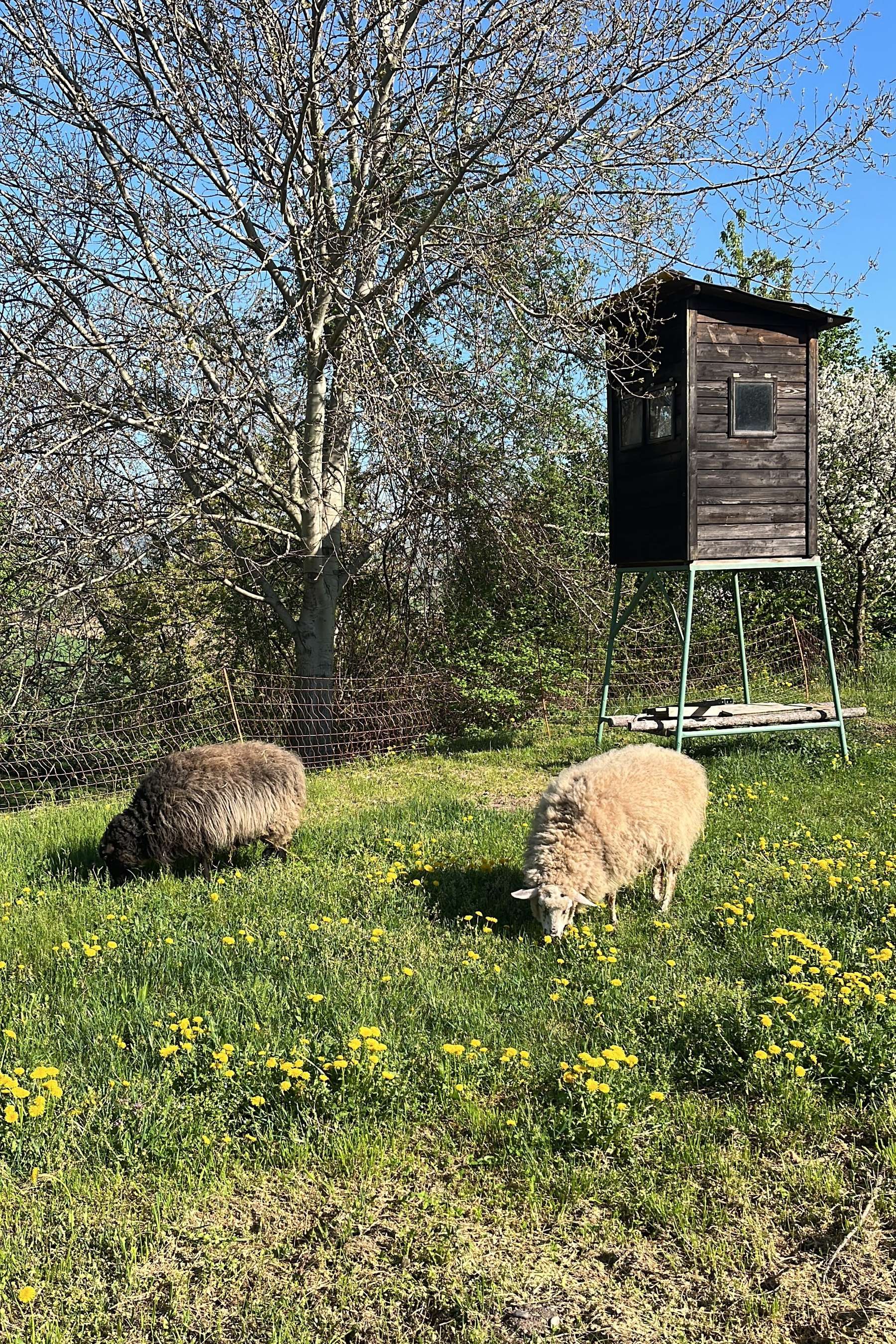 Weidehaltung.jpg © Stattler