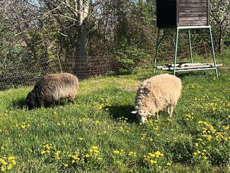 Weidehaltung © Stattler