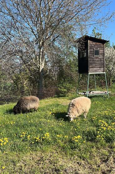 Weidehaltung.jpg © Stattler