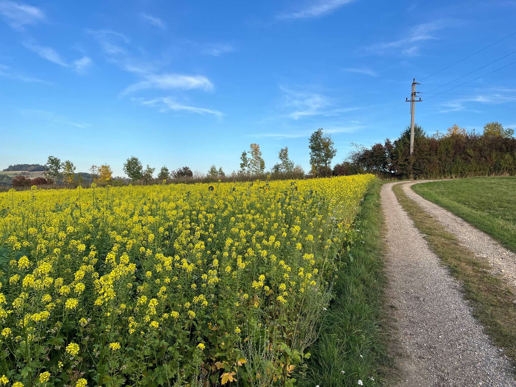Zwischenfrucht .jpg © Stattler