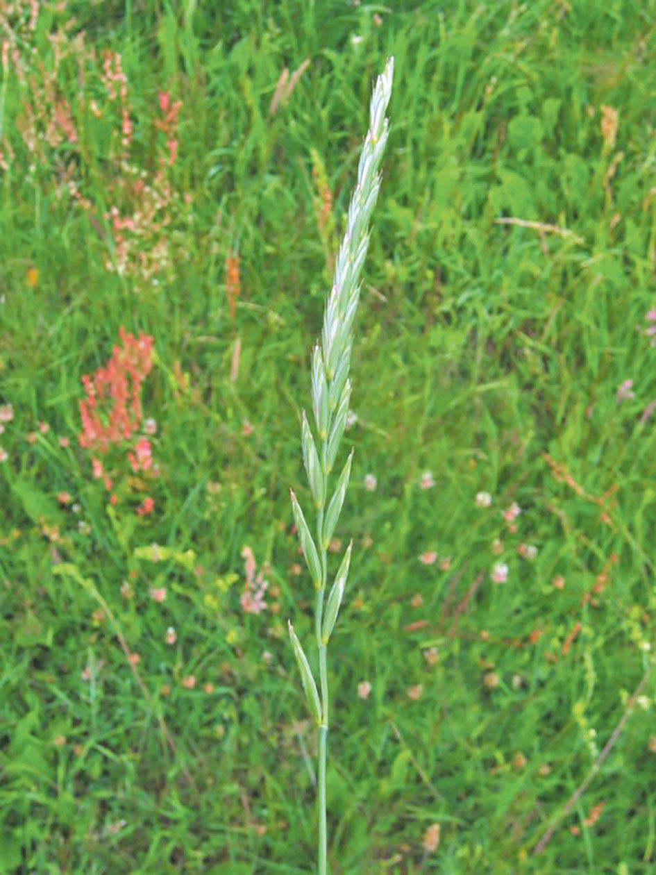 Quecke.jpg © Wikipedia