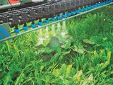 Rumex.jpg © Rumex
