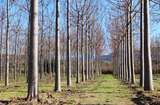 Blauglockenbaum.jpg © Paulownia Germany