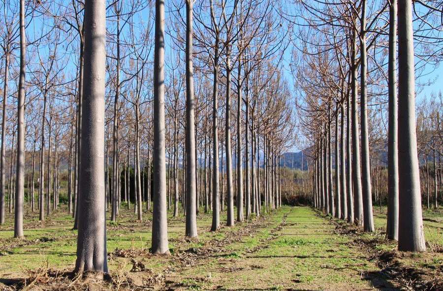 Blauglockenbaum.jpg © Paulownia Germany