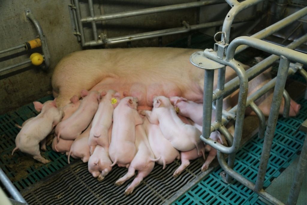 Sau mit Ferkeln_LK OÖ_klein.jpg © Landwirtschaftskammer OÖ