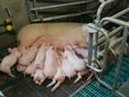 Sau mit Ferkeln_LK OÖ_klein © Landwirtschaftskammer OÖ