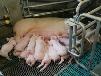 Sau mit Ferkeln_LK OÖ_klein © Landwirtschaftskammer OÖ