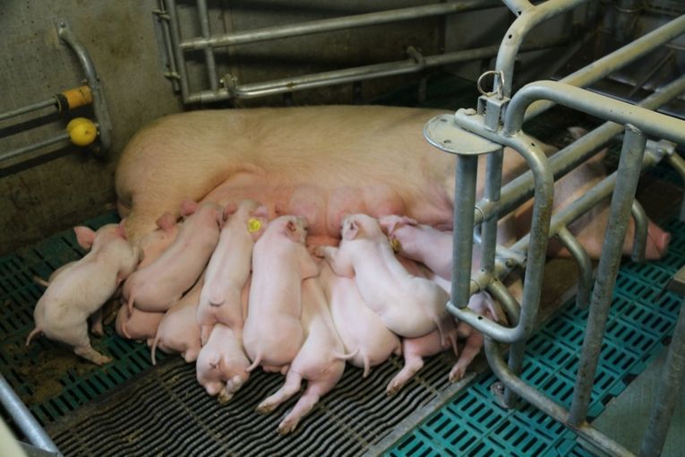 Sau mit Ferkeln_LK OÖ_klein.jpg © Landwirtschaftskammer OÖ