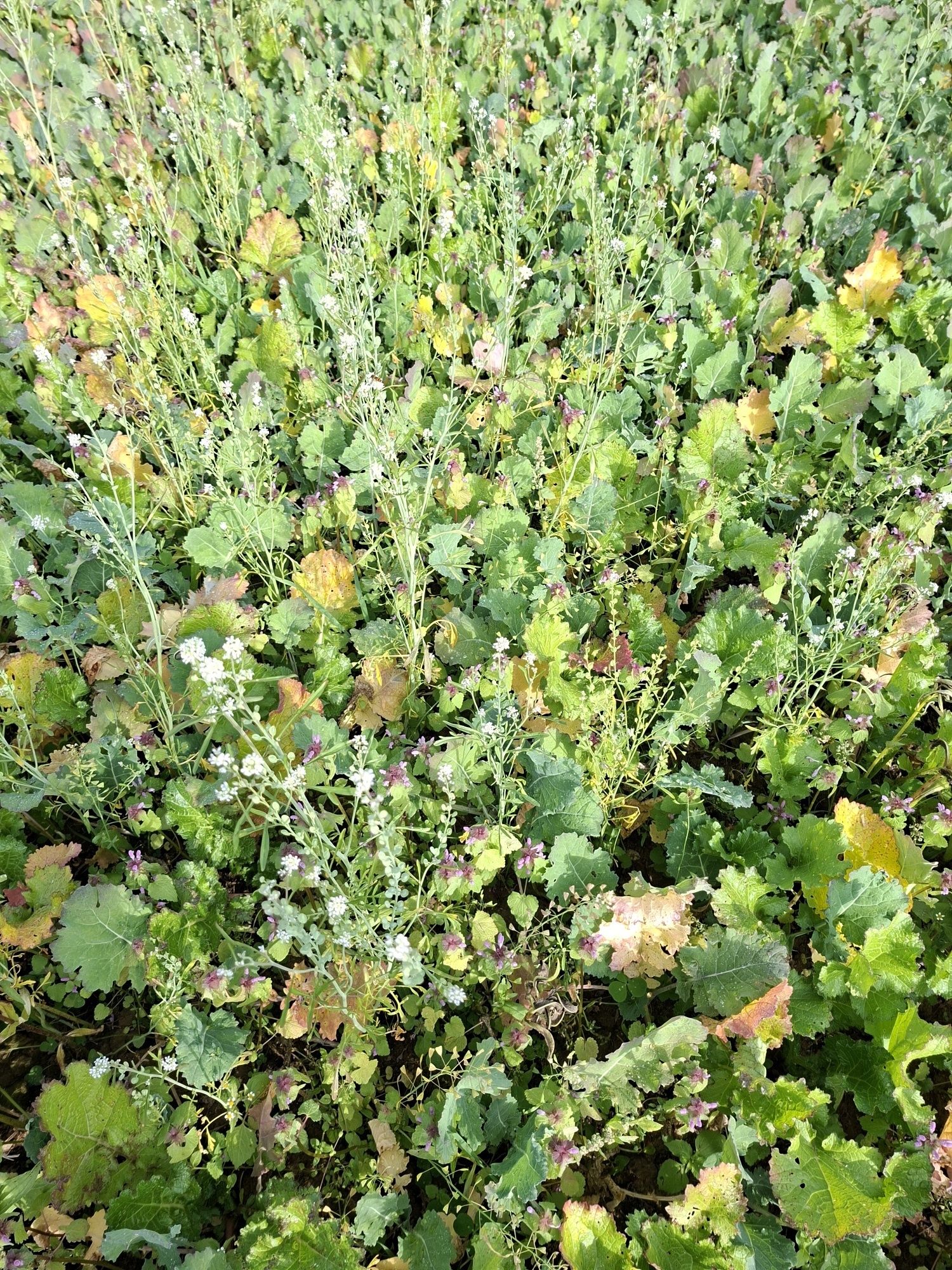 Variante Winterstrong mit Rübsen, Ramtillkraut, Kresse, Inkarnatklee, Weißklee und Spitzwegerich _20261015_142212.jpg © BWSB/Falkensteiner