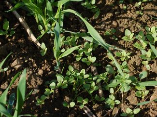 Herbstunkräuter und -gräser © LK NÖ