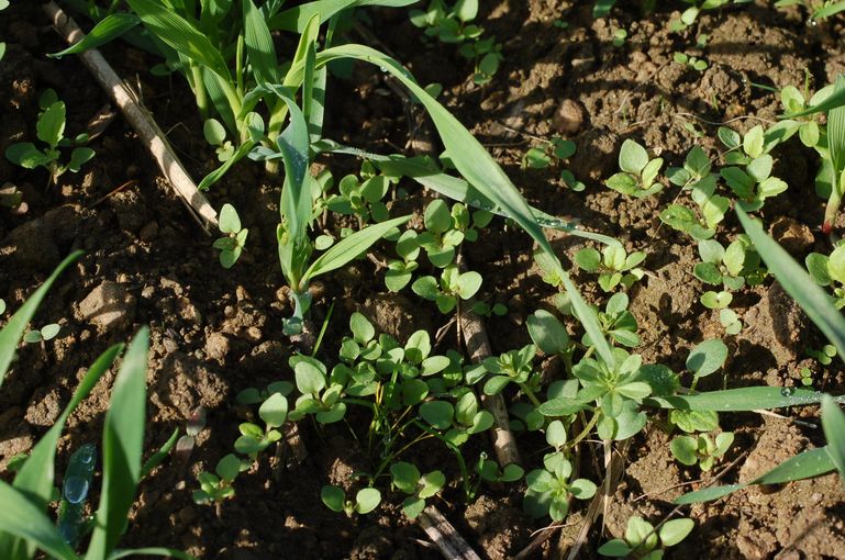 Herbstunkräuter und -gräser.jpg © LK NÖ