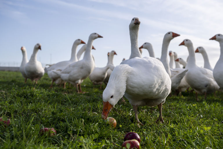 Burgenländische Weidegänse_Kleine Gruppe © netzwerk kulinarik_herbst