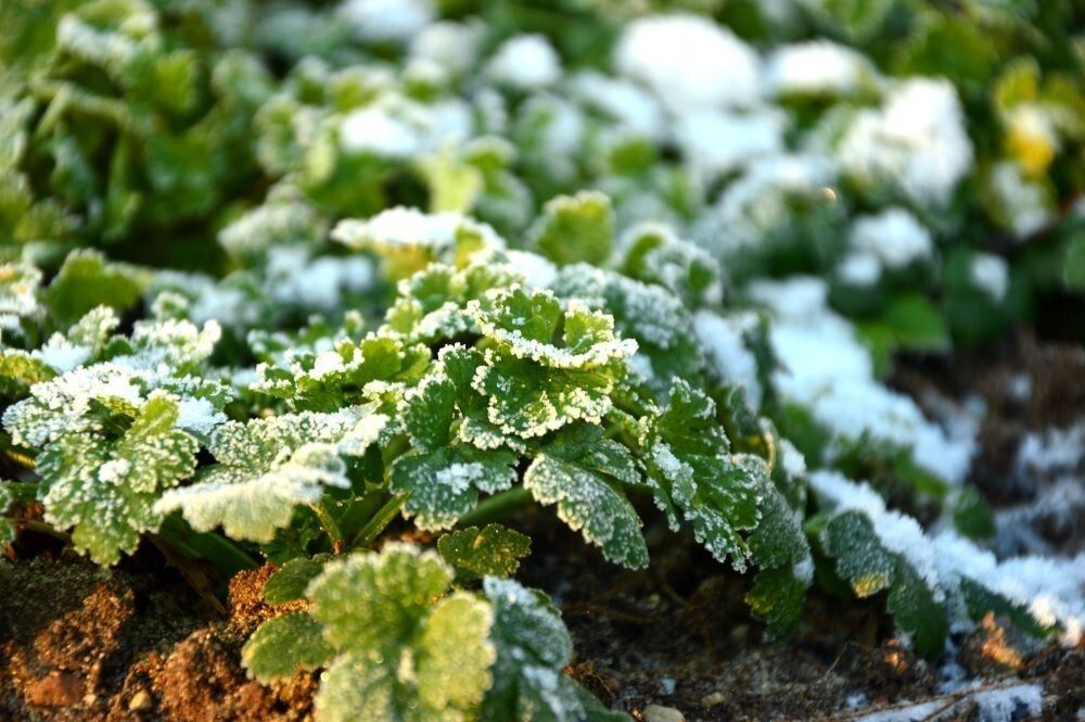 4-petersilie-frost-c-peggychoucair-auf-pixabay-3953945-0020-b110060d.jpg © Natur im Garten/pixabay
