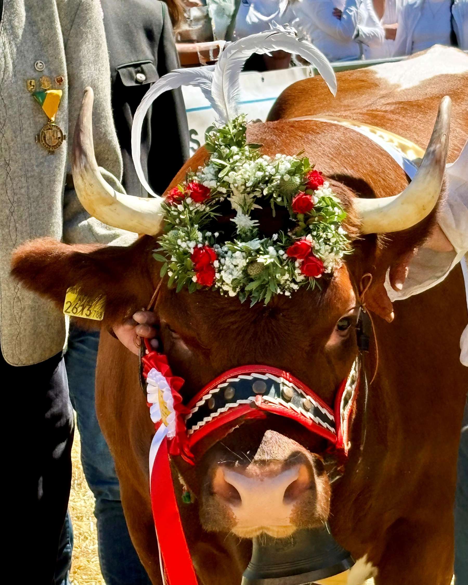 Unesco_Kulturerbe_Wissen_Praktiken_Tux_Zillertaler_Rind.jpg © Martin Reiter