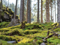 Wald © BauernJournal