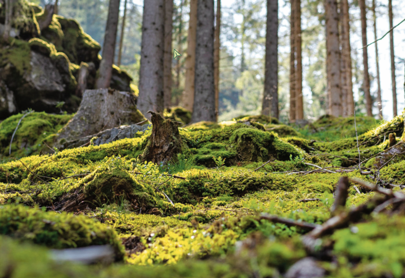 Wald.png © BauernJournal