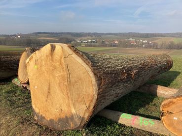 Submissionstaugliche Stämme müssen bis Ende November beim Waldhelfer gemeldet werden..jpg © Waldverband OÖ