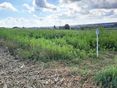Zwischenfruchtversuch Otterbach_20261012_130840 © BWSB