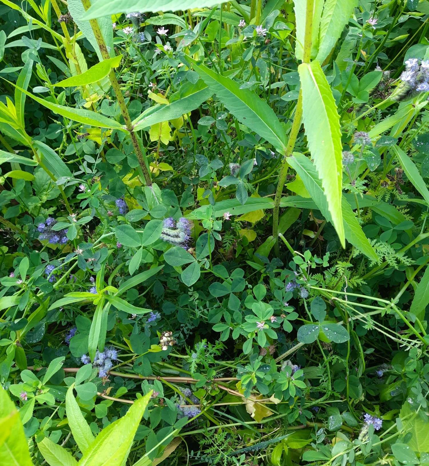 Saatwicke und Perserklee decken mit Phacelia und Meliorationsrettich den Boden_ 20261012_131909.jpg © BWSB
