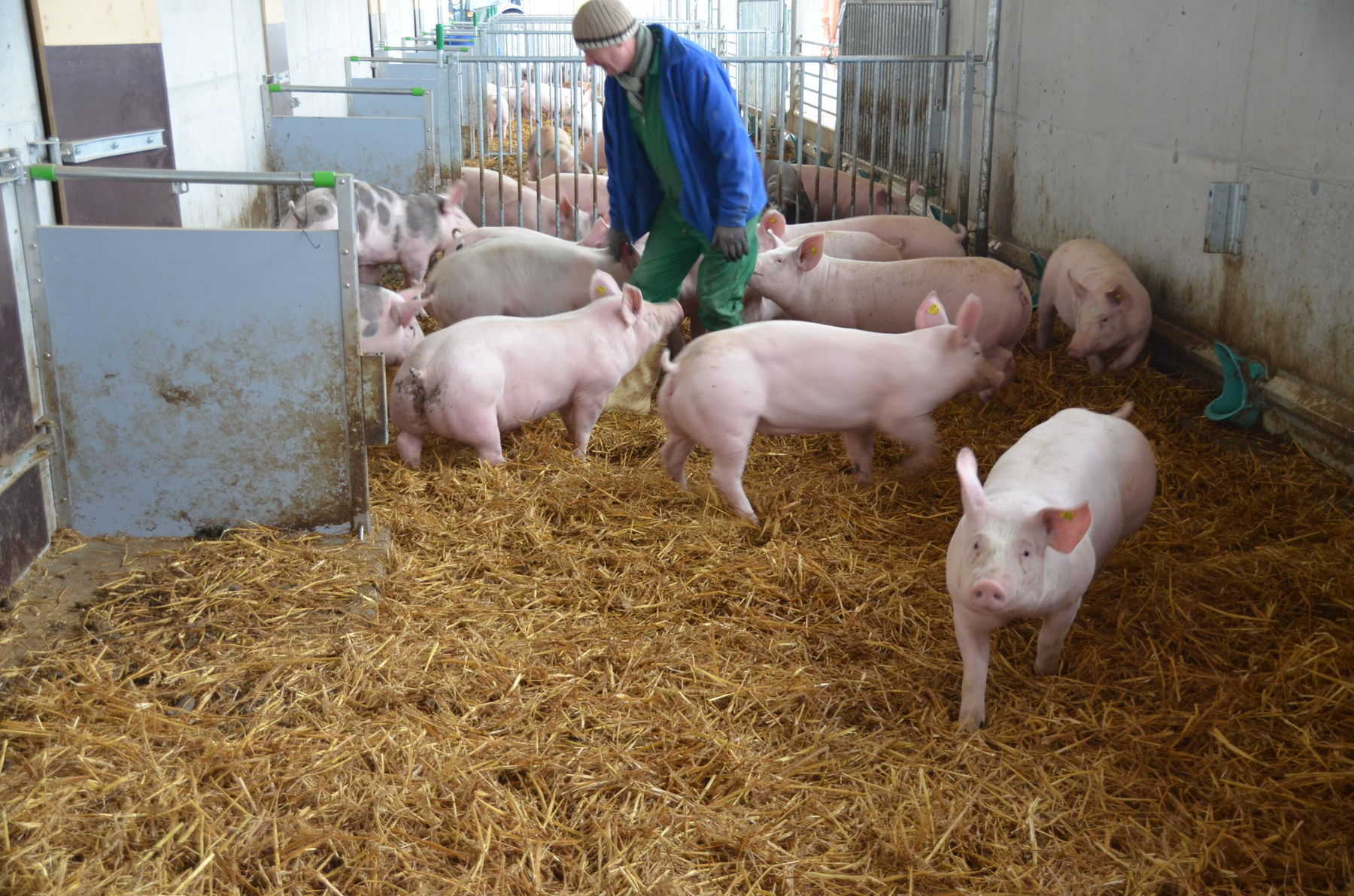 Herausforderung Tierwohl.jpg © LK OÖ/Stockinger