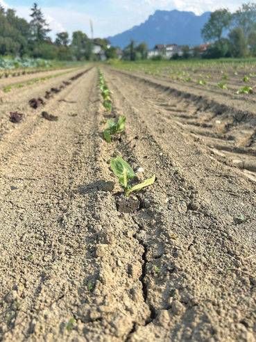Krauternte  beschließt trockene Gemüsesaison.jpg © Privat