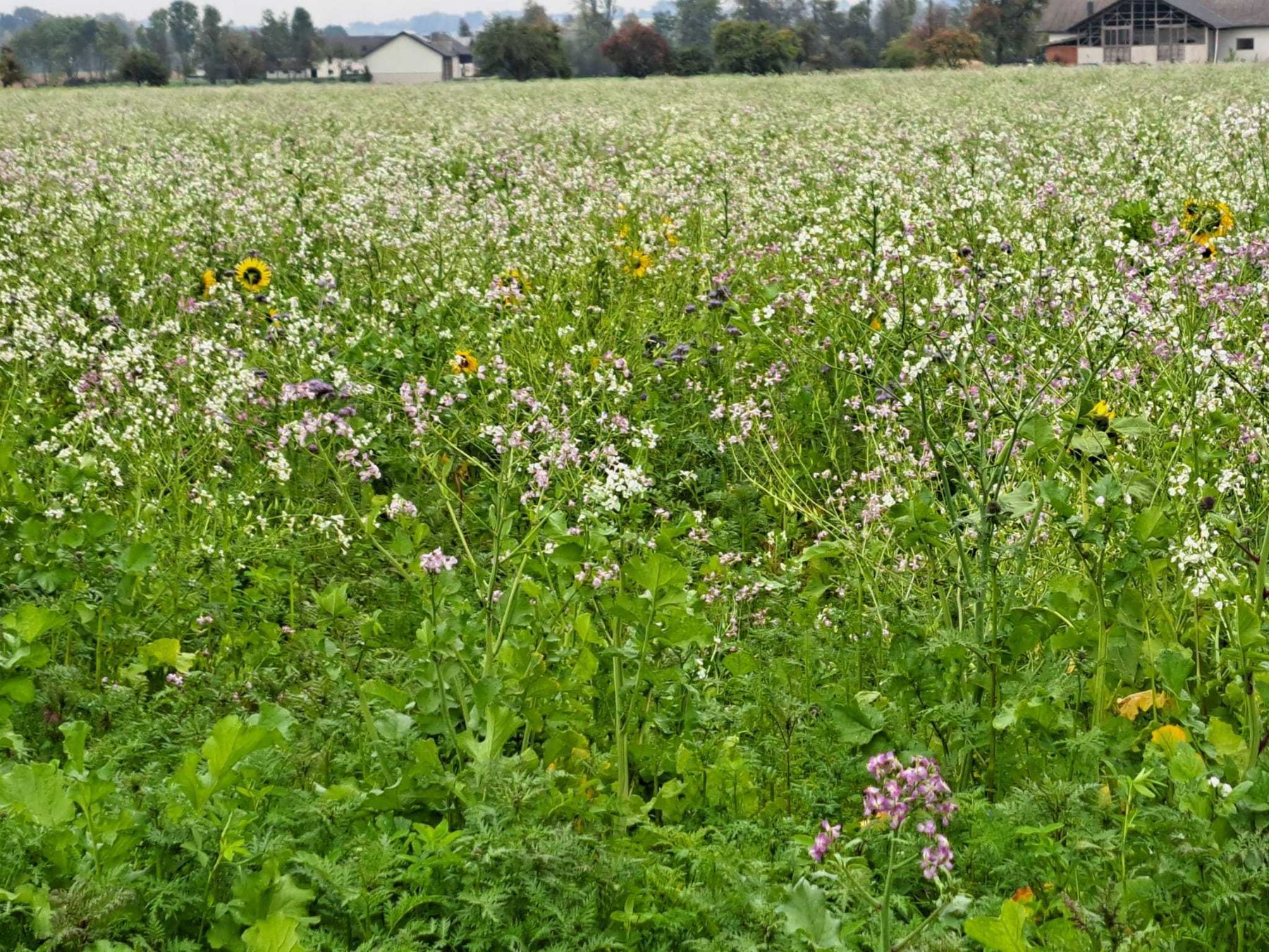 Eine große Herausforderung war der Begrünungsanbau 2026. Zwischenfruchtanbau und gewässerschonender Pflanzenschutz im Herbst waren heute die zentralen Themen bei der Feldbegehung in Pettenbach. Vielen Dank für den wertvollen Erfahrungsaustausch. © BWSB/Ömer