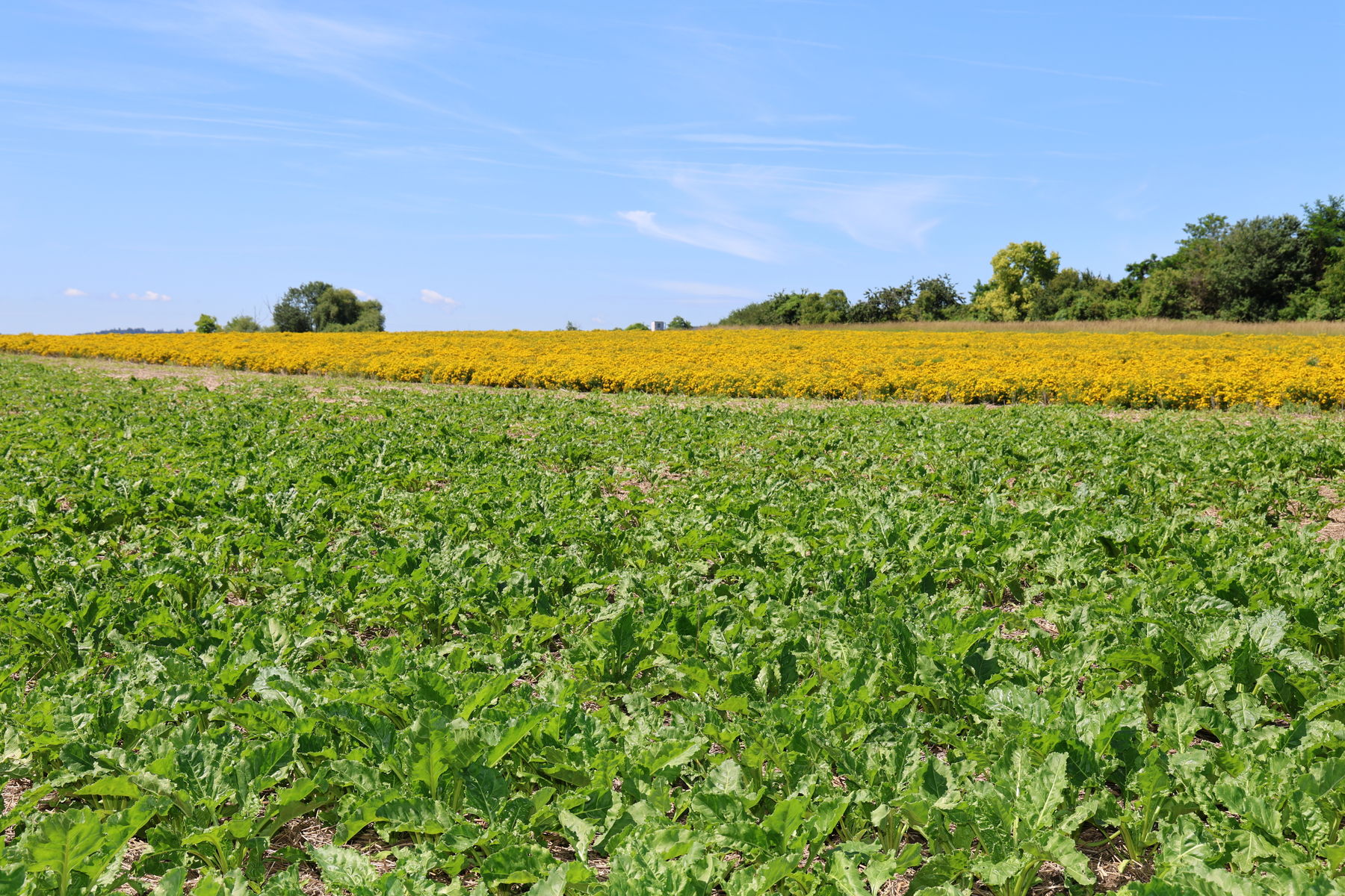 Feld.jpg © Paula Pöchlauer-Kozel/LK Niederösterreich