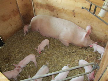 Ferkel.jpg © LK Kärnten/Sima