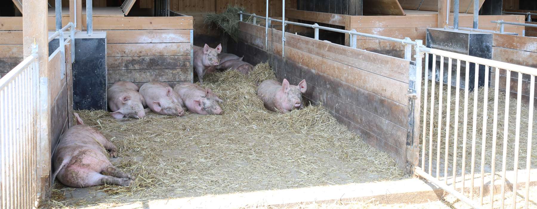 Mastschweine.jpg © LK Kärnten/Sima