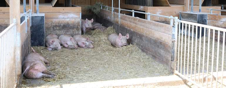 Mastschweine.jpg © LK Kärnten/Sima