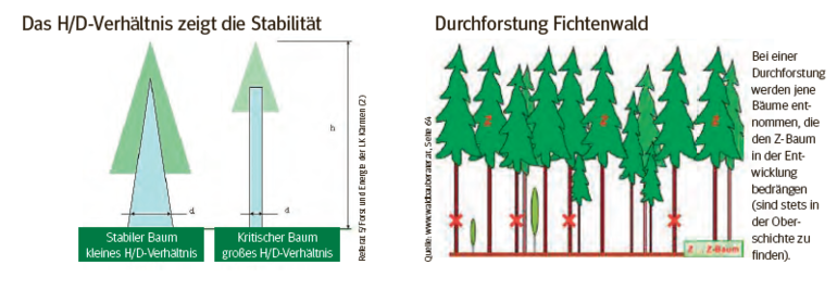 Durchforstug.png © LK Kärnten