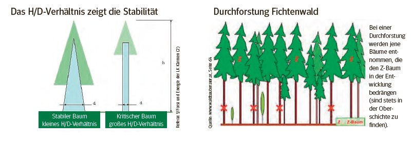 Durchforstug.png © LK Kärnten