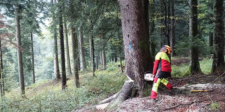 Arbeitssicherheit im Forst.jpg © LK Vbg.
