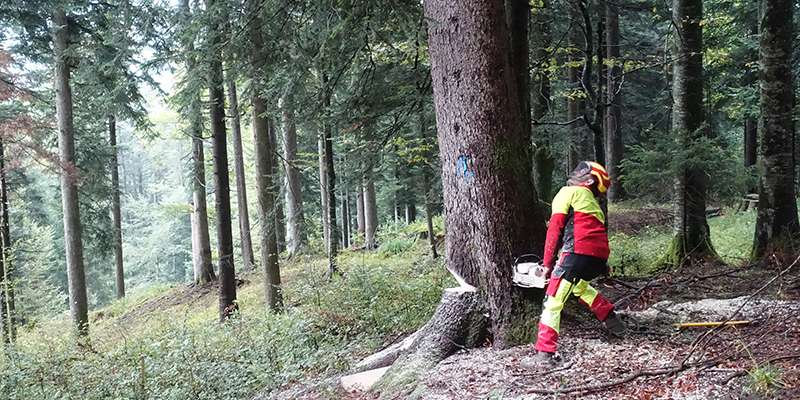 Arbeitssicherheit im Forst.jpg © LK Vbg.