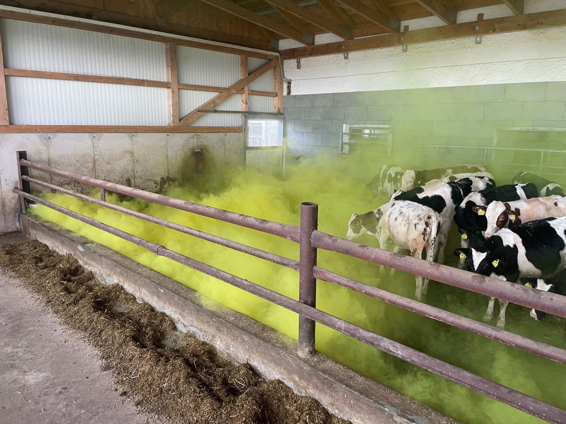 Gelber Neben im Stall.jpg © Eduard Zentner/Raumberg-Gumpenstein
