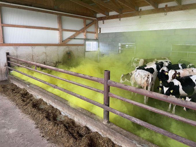 Gelber Neben im Stall.jpg © Eduard Zentner/Raumberg-Gumpenstein