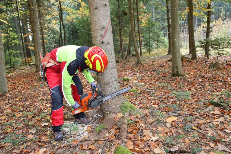 Baumfällung.jpg © Paula Pöchlauer-Kozel/LK Niederösterreich
