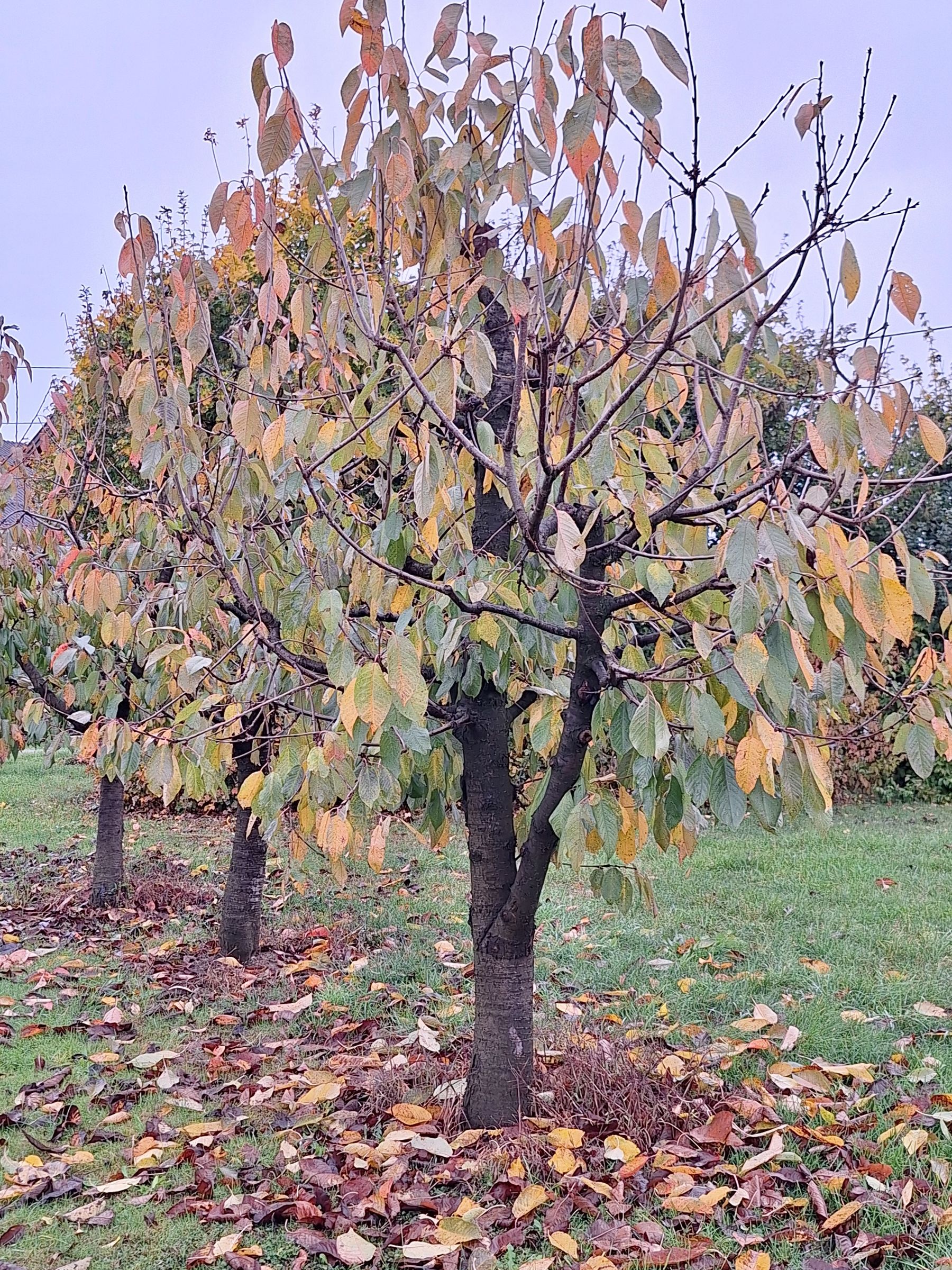 Blattfall Herbst.jpg © LK Steiermark