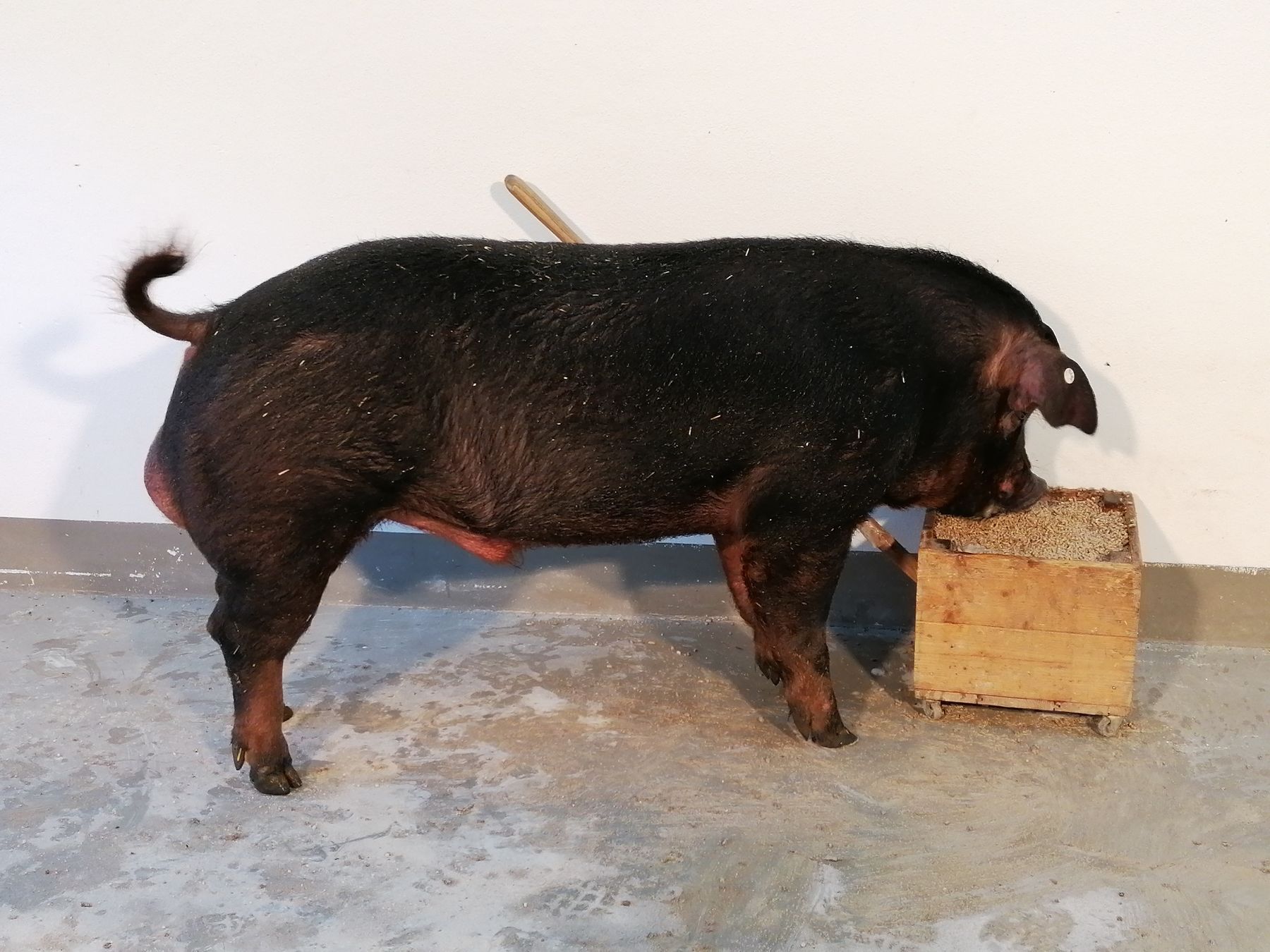 2026_10_golf_ooe.jpg © PIG Austria