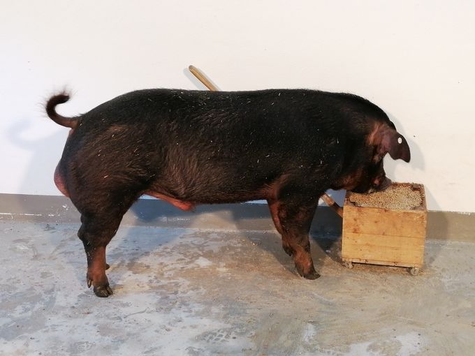 2026_10_golf_ooe.jpg © PIG Austria
