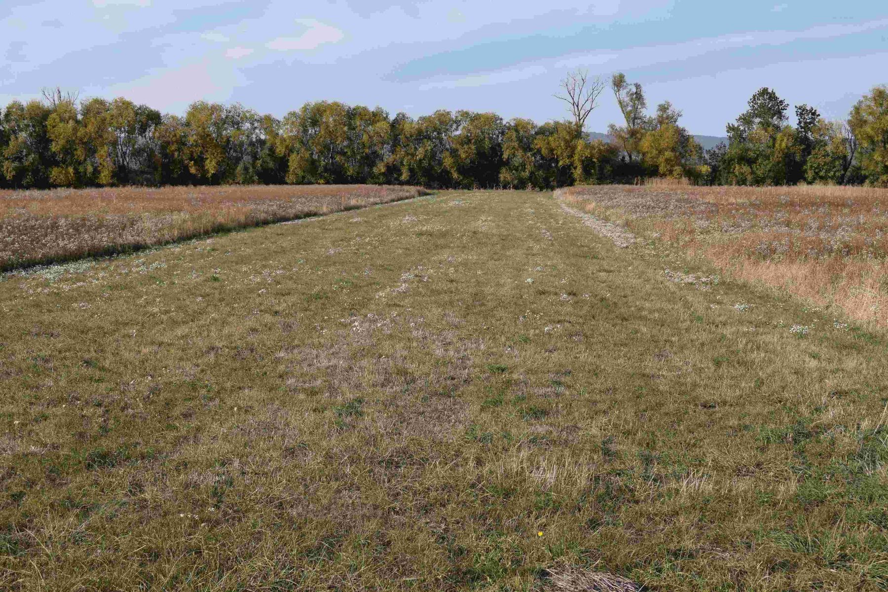 Naturschutz_Trausdorf_Grafl_c3.jpg © Grafl