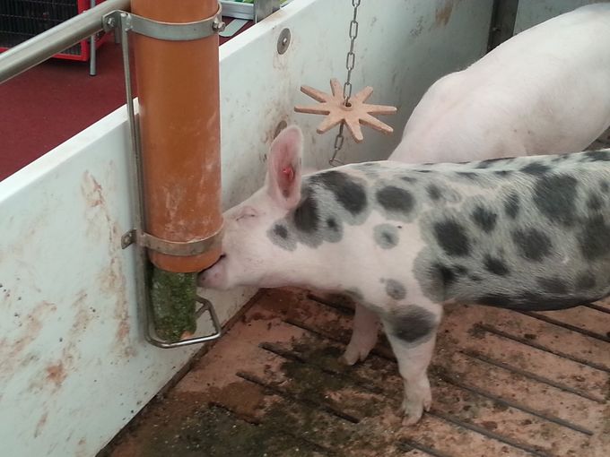 Holz in Rohr - damit können sich Schweine beschäftigen.jpg © LK OÖ/Strasser