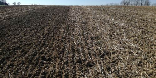 Cover Crop Mowing Rules: Restricted Until October 31 or November 1