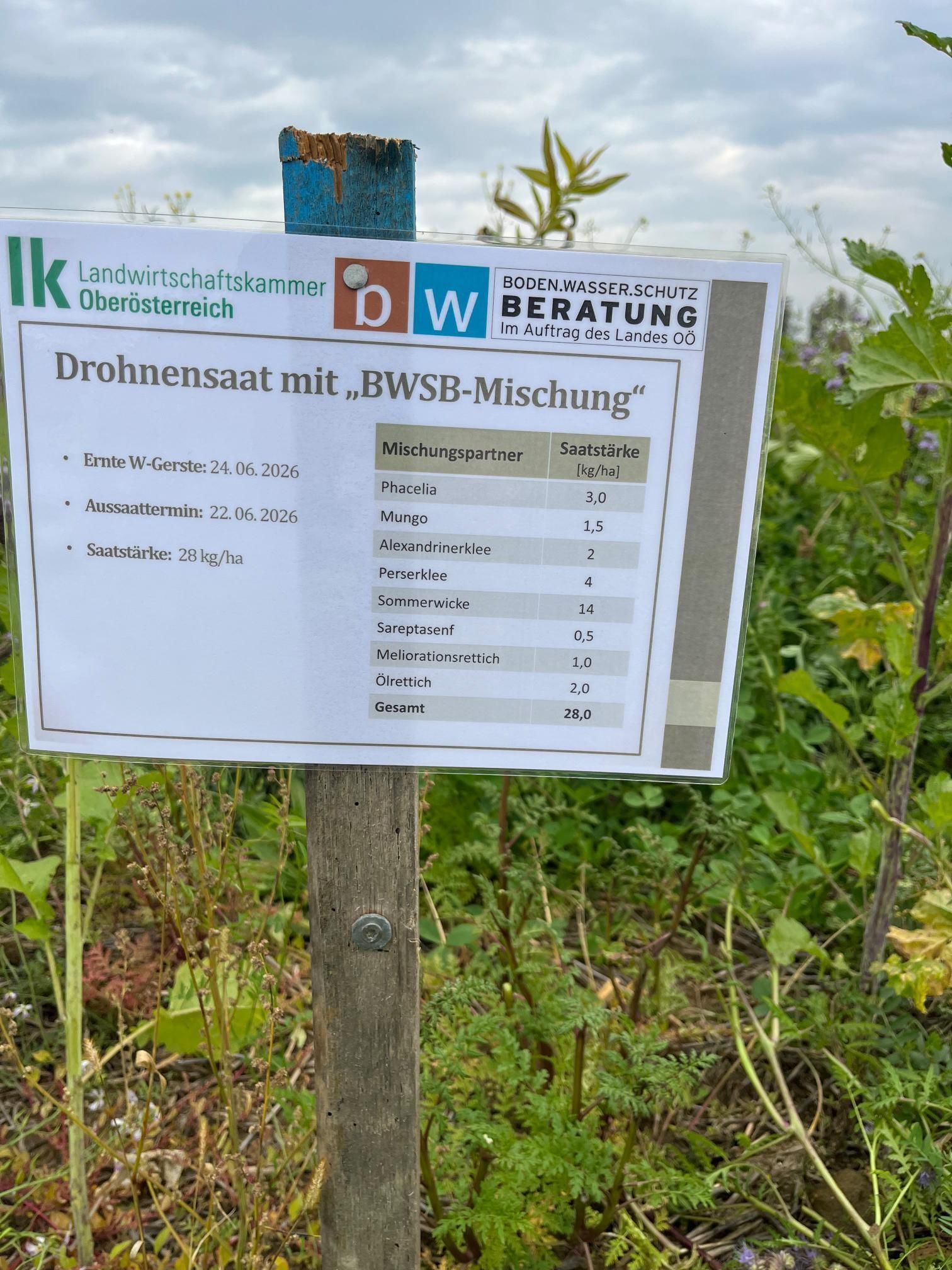 Versuchs- und Betriebsbesichtigung in Hagelsberg/Enns – spannende Einblicke in die Praxis! Drohnensaat bei Zwischenfrüchten, Drohnenuntersaat im Mais und die Besichtigung einer Warmwasser-Welszuchtanlage standen beim BWSB-Arbeitskreistreffen auf dem Programm. Direkt am Feld wurde besichtigt und diskutiert, wie sich die verschiedenen Drohnensaat- und Mais-Untersaatvarianten unter den trockenen Bedingungen des heurigen Jahres entwickelt haben. Den Abschluss bildete die Besichtigung der Warmwasser-Welszuchtanlage der Familie Gölzner (Fishlovers GmbH: https://fishlovers.at/) mit spannenden Einblicken in die Fischproduktion und Direktvermarktung. 
Herzlichen Dank an die Familien Födermayr und Gölzner sowie an alle Teilnehmerinnen und Teilnehmer für den wertvollen Erfahrungsaustausch!  © BWSB/Schmid