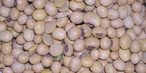 Neu zugelassene Sojabohnensorten | Landwirtschaftskammer - Ackerkulturen